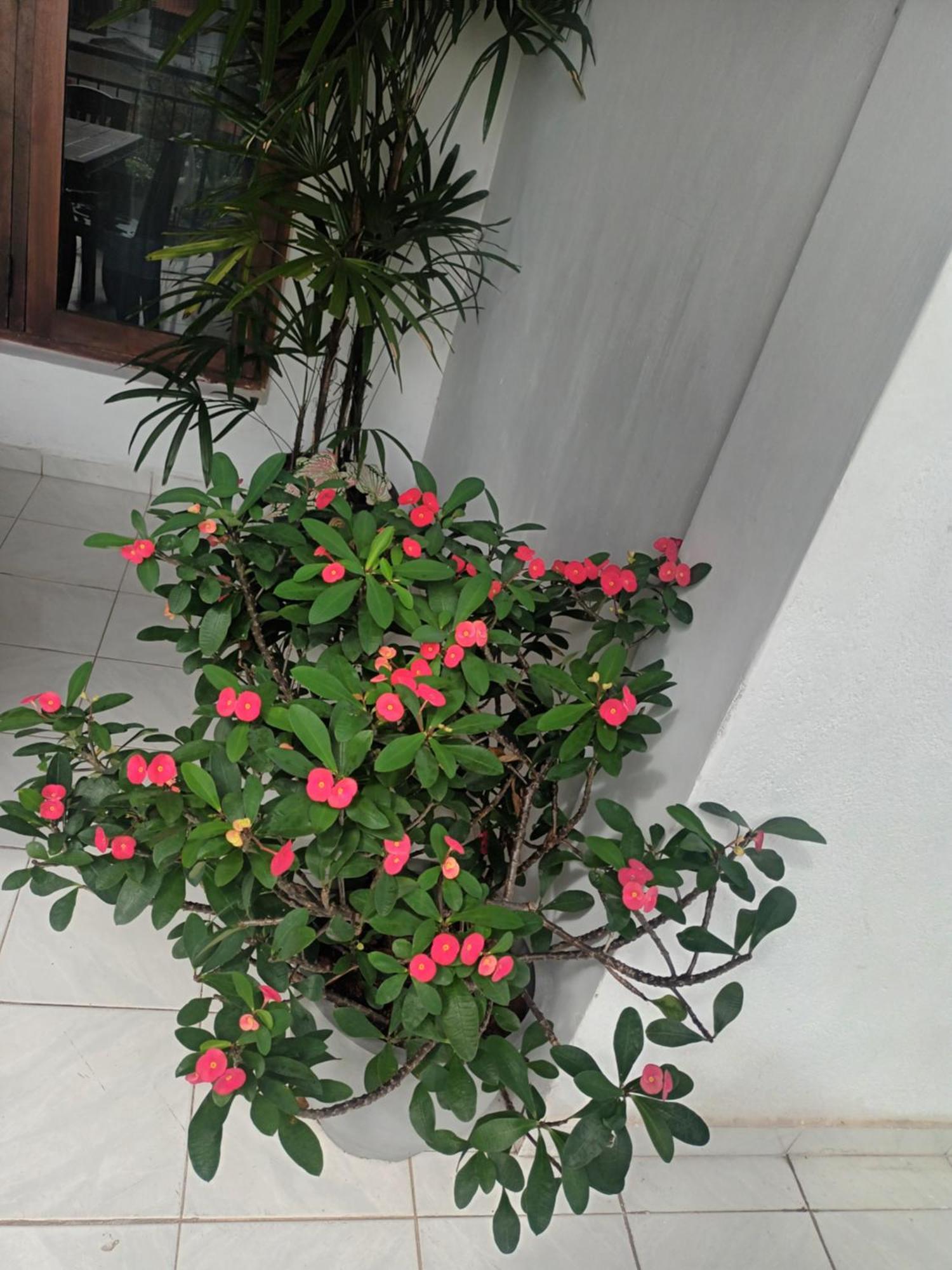 Lovely Flowers In Mount Lavinia Dehiwala-Mount Lavinia Exterior foto